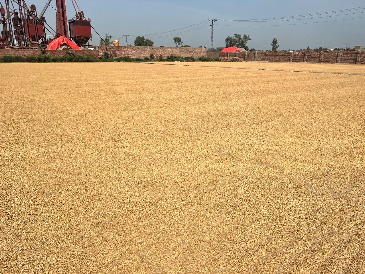 Paddy Dry-up Procedure under Sun